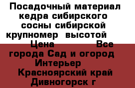 Посадочный материал кедра сибирского (сосны сибирской) крупномер, высотой 3-3.5  › Цена ­ 19 800 - Все города Сад и огород » Интерьер   . Красноярский край,Дивногорск г.